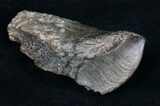 Large Rooted Triceratops Tooth - #11819-2